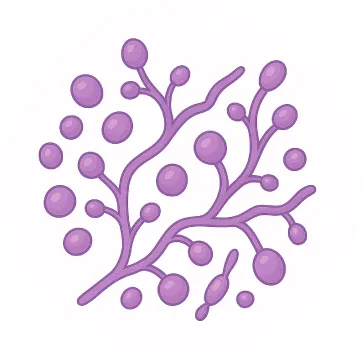 カビ菌のイメージイラスト