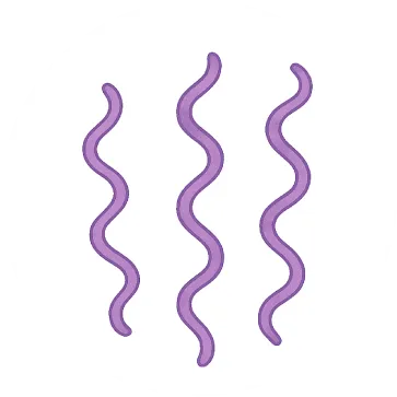 スピロヘータのイメージイラスト