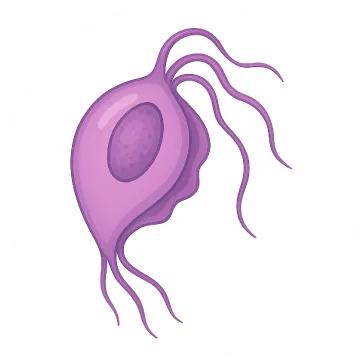 口腔トリコモナスのイメージイラスト